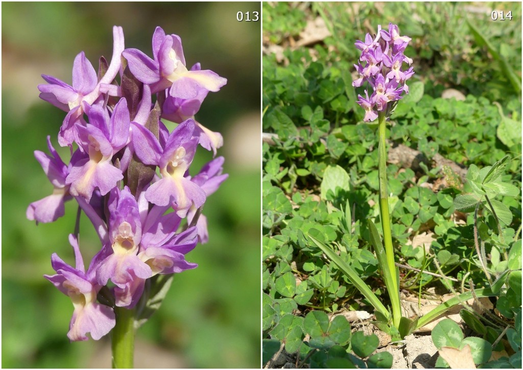 Dactylorhiza romana in una splendida variabilit - provincia di Caserta marzo 2019